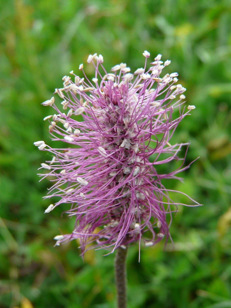 Stiklinė Plantacija, Plantakas, Gėlė, Žiedas, Žydėti, Pavasaris, Pavasario Gėlė, Žydėti, Gamta, Augalas