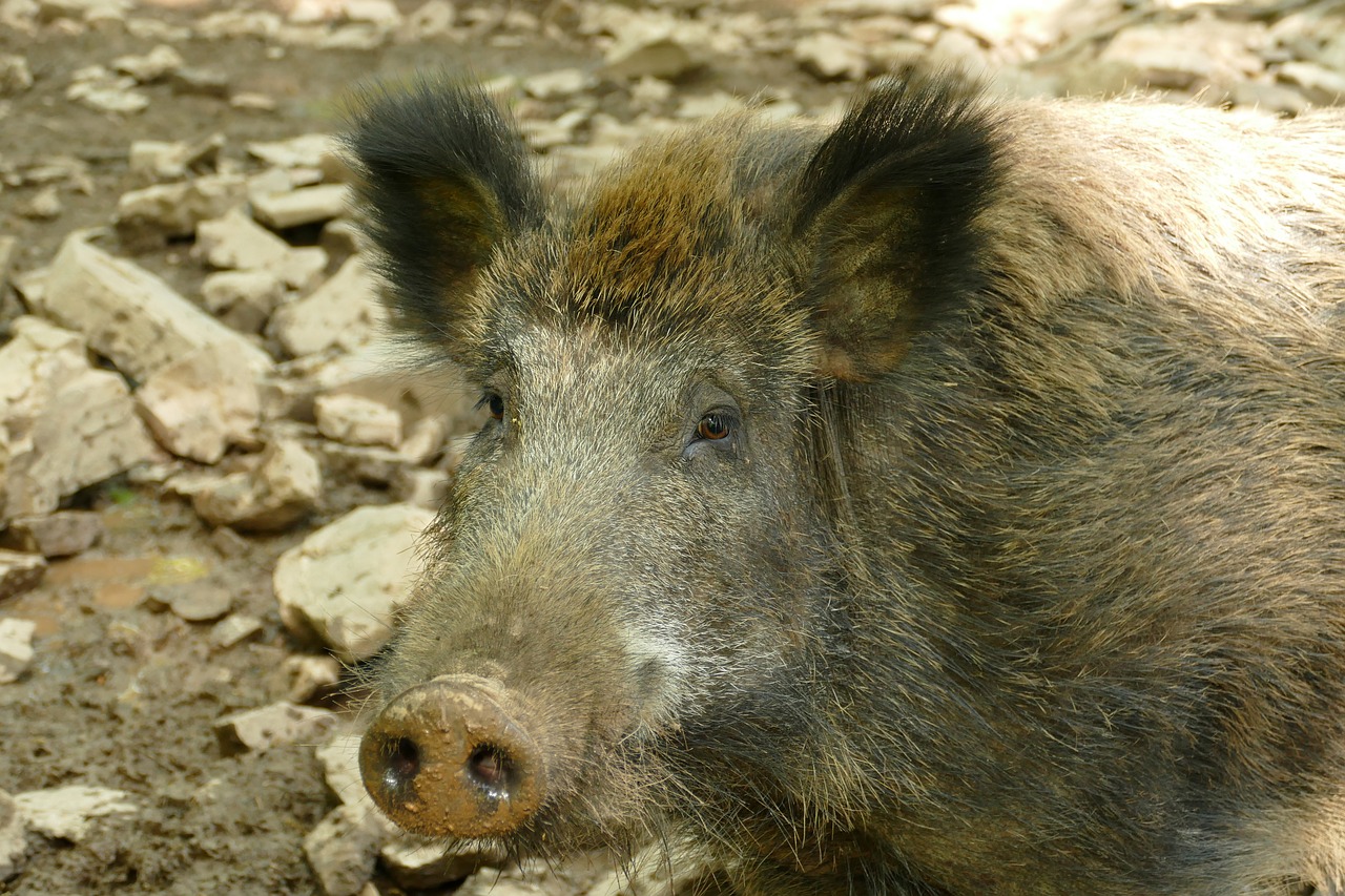 Šernas,  Sus Scrofa,  Kada,  Šernas,  Laukinių,  Gyvūnija,  Žinduolis,  Pobūdį,  Kiaulių,  Įbrėžimams