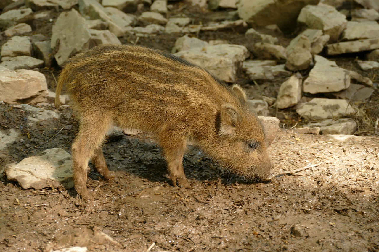 Šernas,  Sus Scrofa,  Kada,  Šernas,  Jauna,  Didelis,  Laukinių,  Gyvūnija,  Žinduolis,  Pobūdį