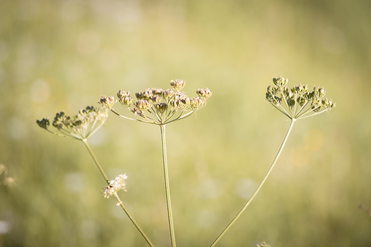 Kaštonas, Augalas, Pieva, Vasara, Sėklos, Uždaryti, Gamta, Heracleum Sphondylium, Umbelliferae, Nemokamos Nuotraukos