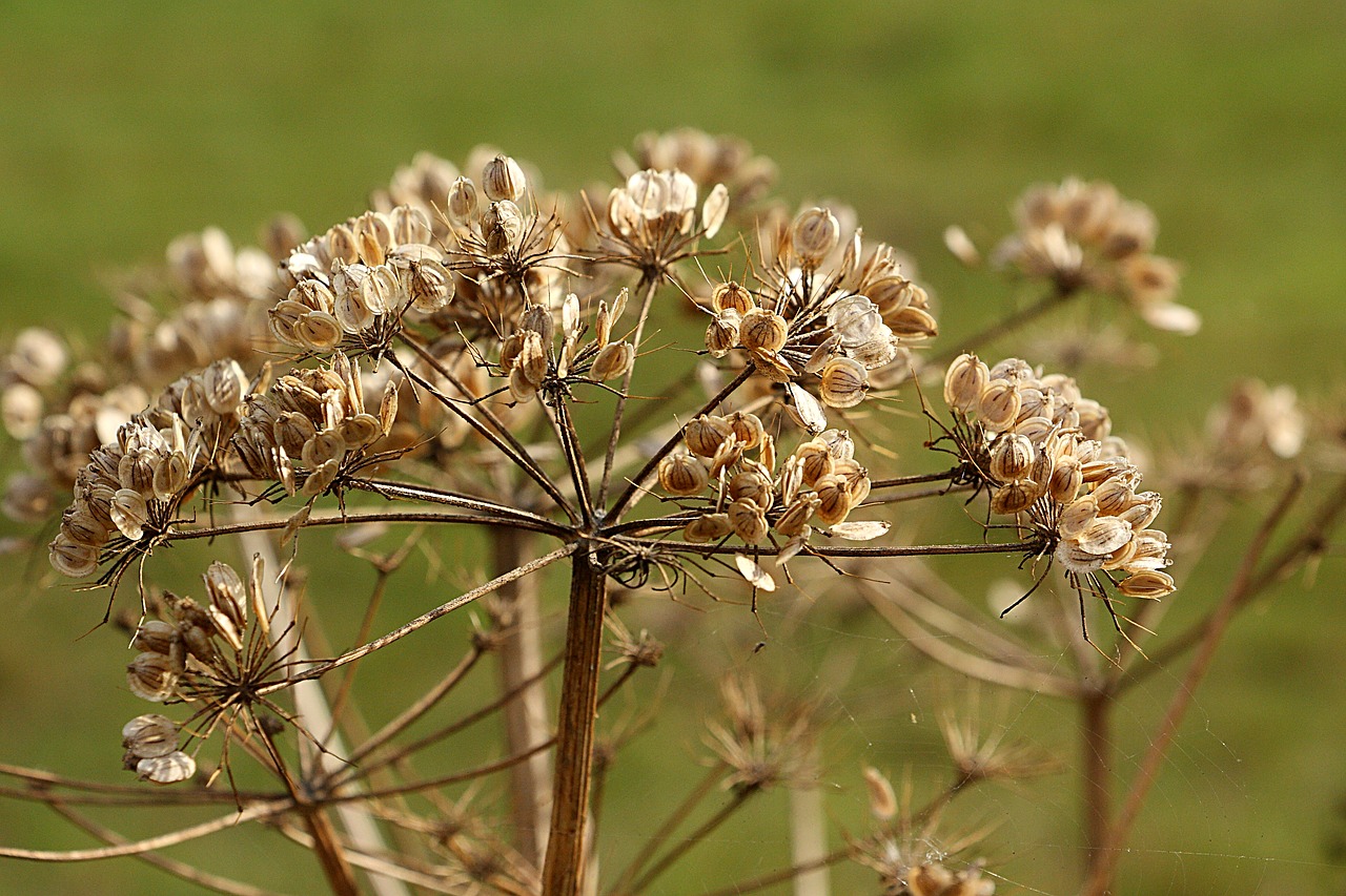 Kaštonas, Augalas, Gamta, Uždaryti, Umbelliferae, Doldengewaechs, Nemokamos Nuotraukos,  Nemokama Licenzija