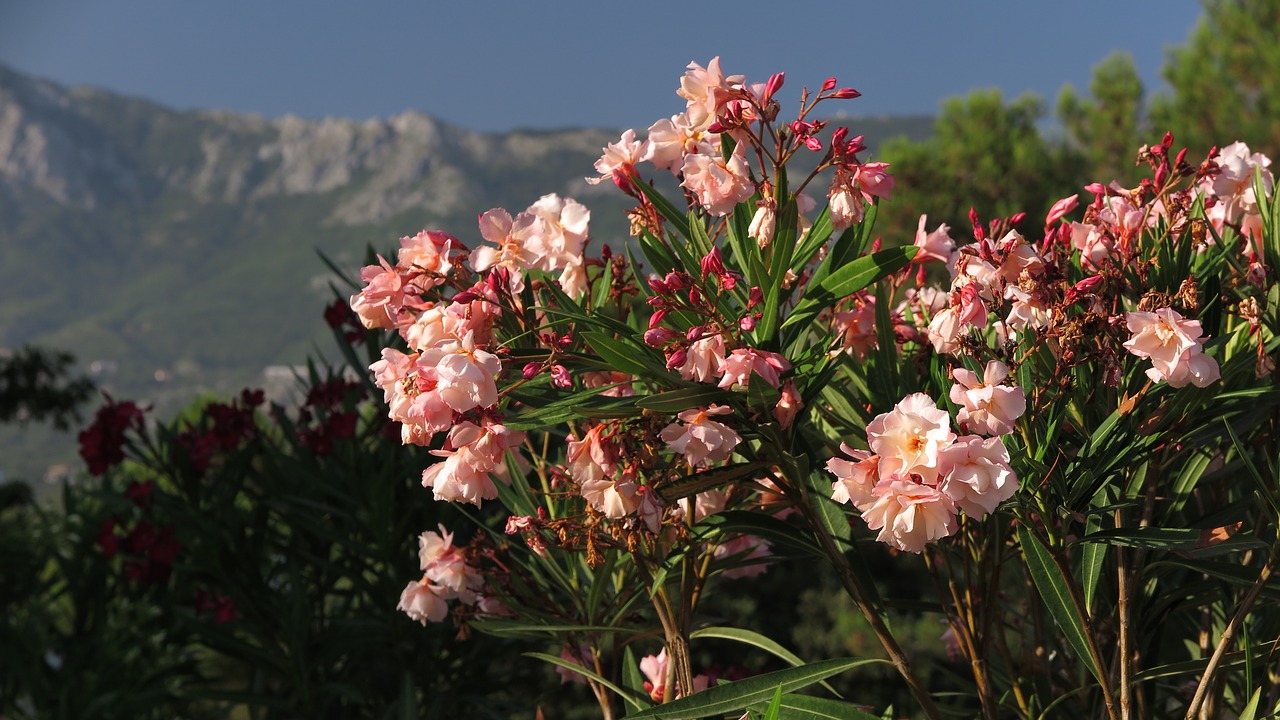 Atostogos, Montenegro, Gėlė, Oleander, Kalnai, Nemokamos Nuotraukos,  Nemokama Licenzija