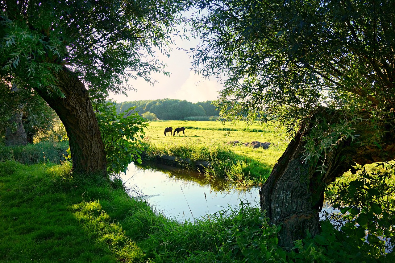 Holland, Olandų Kraštovaizdis, Kraštovaizdis, Polderis, Pieva, Kaimas, Žemės Ūkio Paskirties Žemė, Žalias, Vanduo, Panorama