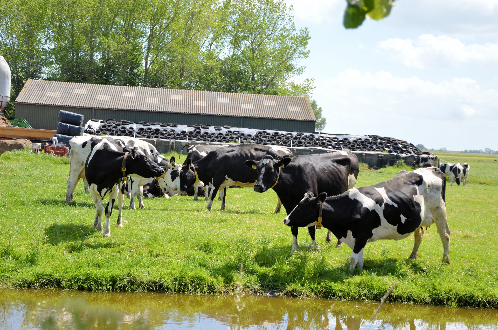 Karvė,  Bulius,  Ūkis,  Gyvūnas,  Gamta,  Ganykla,  Žolė,  Olandų Karvės, Nemokamos Nuotraukos,  Nemokama Licenzija