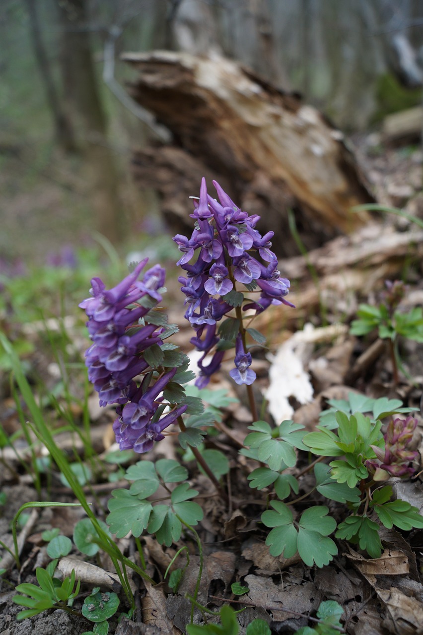 Tuščiaviduriai Corydalis,  Miškas,  Pavasaris,  Gėlė,  Gamta,  Miško Gėlė,  Violetinė,  Žydi, Nemokamos Nuotraukos,  Nemokama Licenzija