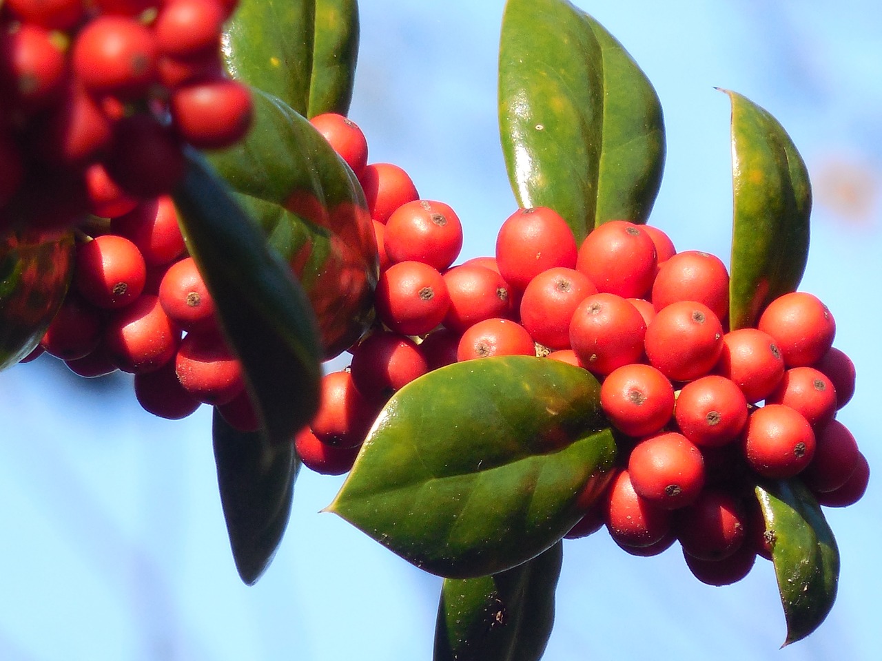 Holly, Uogos, Žiema, Šventė, Uogos, Sezonas, Apdaila, Žalias, Medis, Šventė