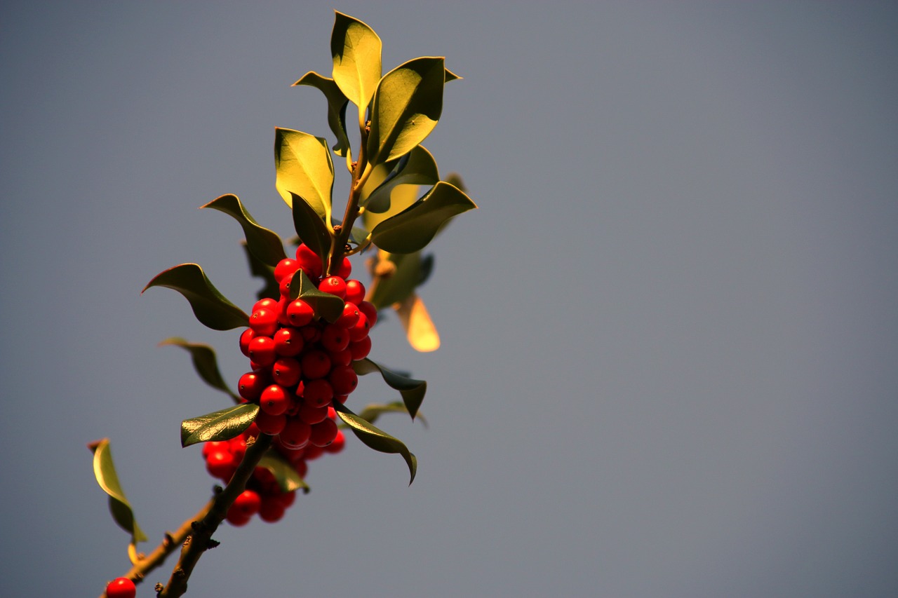 Holly, Kalėdos, Žiema, Sezonas, Gruodžio Mėn ., Xmas, Sezoninis, Saulė, Gamta, Diena