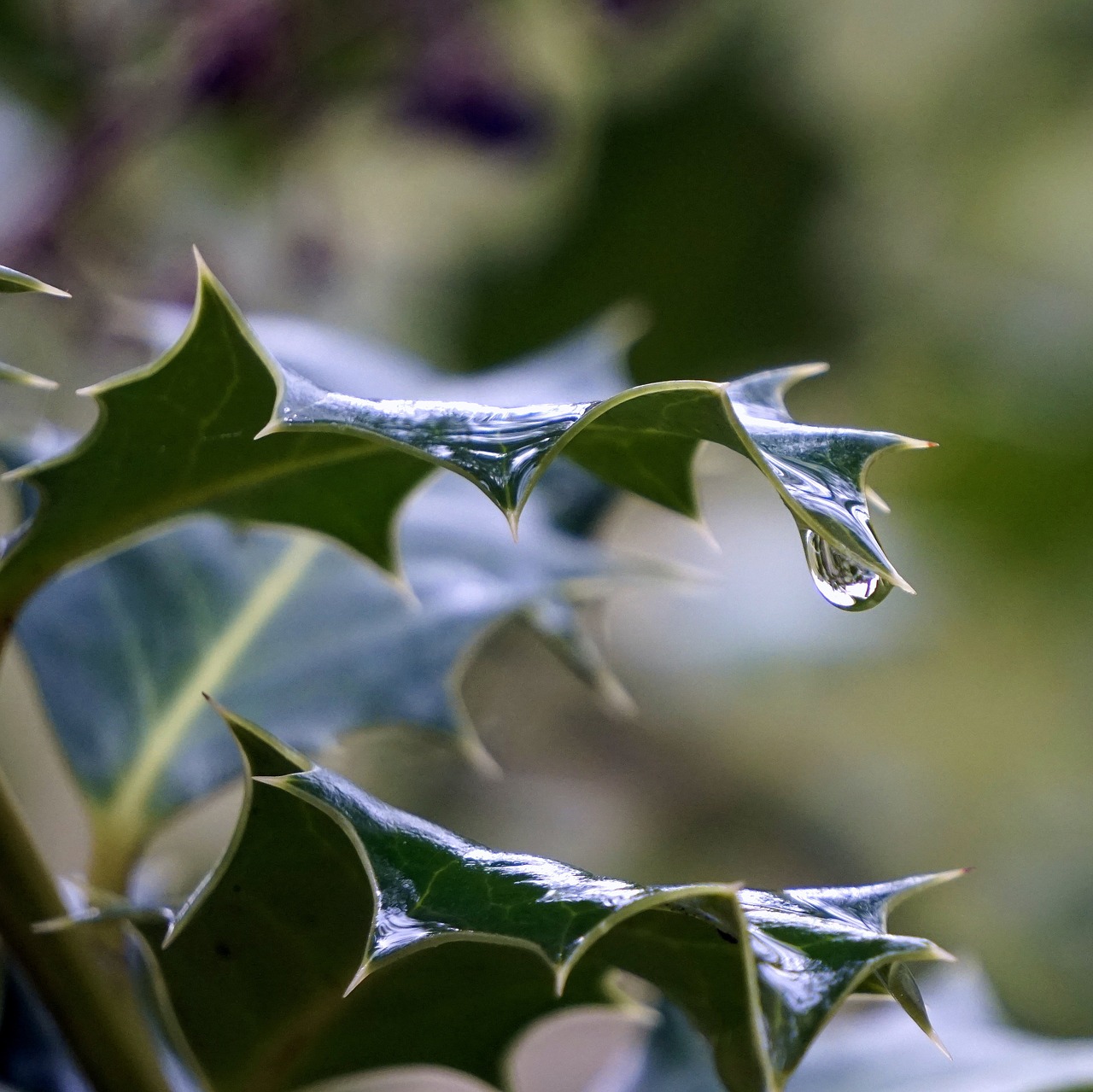 Holly, Lapai, Encina, Lašas, Vanduo, Erškėčių, Makro, Gamta, Augalas, Daržovių