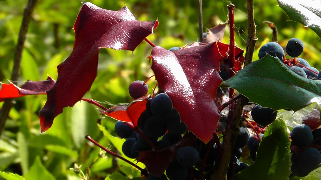 Holly, Lapai, Spalvinga, Pieva, Saulės Šviesa, Spalva, Gamta, Violetinė, Sodas, Žinoma