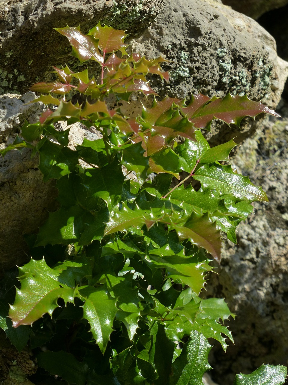 Holly, Skleisti, Žalias, Raudona, Dygliuotas, Smailas, Ilex Aquifolium, Bendra Valanda, Ilex, Žalia Žalia