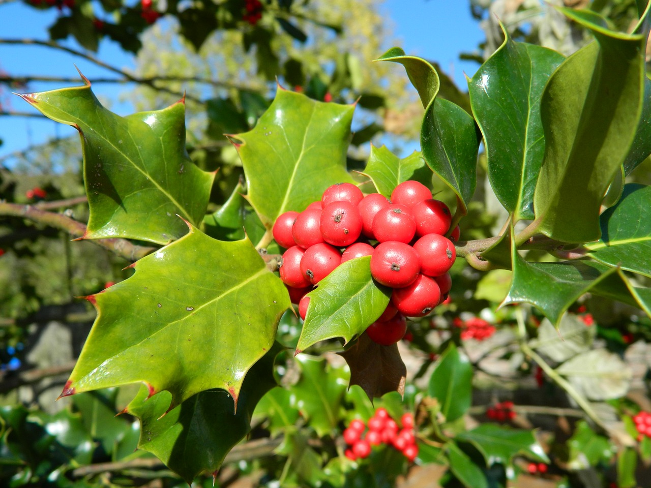 Holly, Krūmas, Medis, Kalėdų Laikas, Leynes, France, Saone-Et-Loire, Burgundija, Gamta, Raudoni Vaisiai