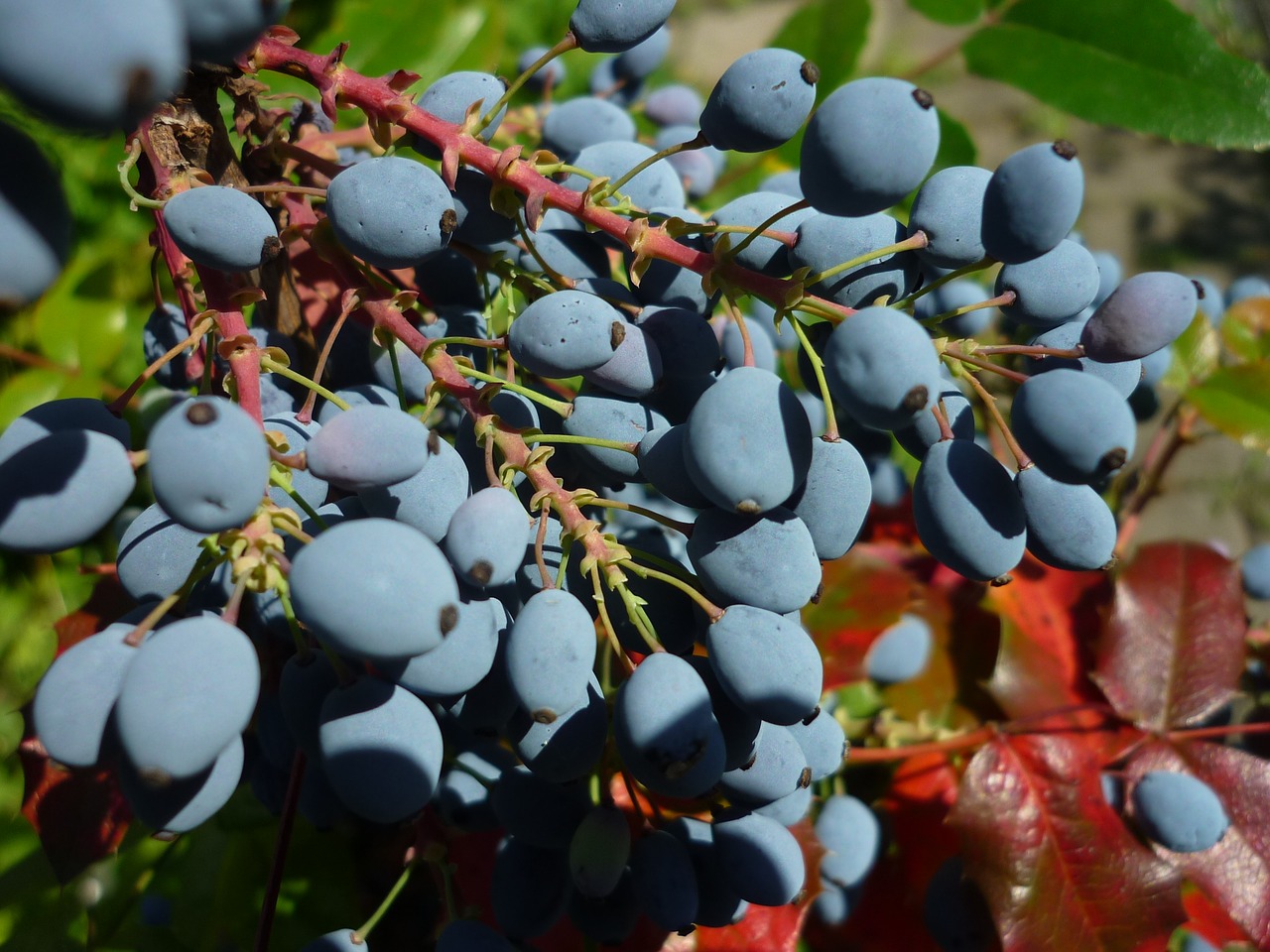 Holly, Ilex, Gamta, Mėlynieji Vaisiai, Nevalgomas, Raudoni Lapai, Nemokamos Nuotraukos,  Nemokama Licenzija