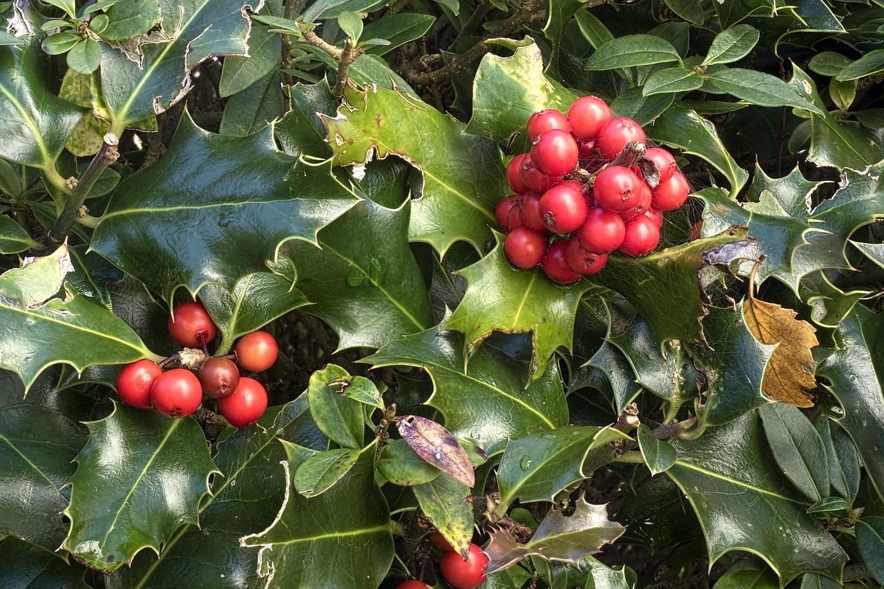 Holly, Ilex Aquifolium, Paprastas Holly, Bendra Valanda, Aquifoliaceae, Augalas, Žalias, Uogų Raudona, Paskatinti, Nemokamos Nuotraukos