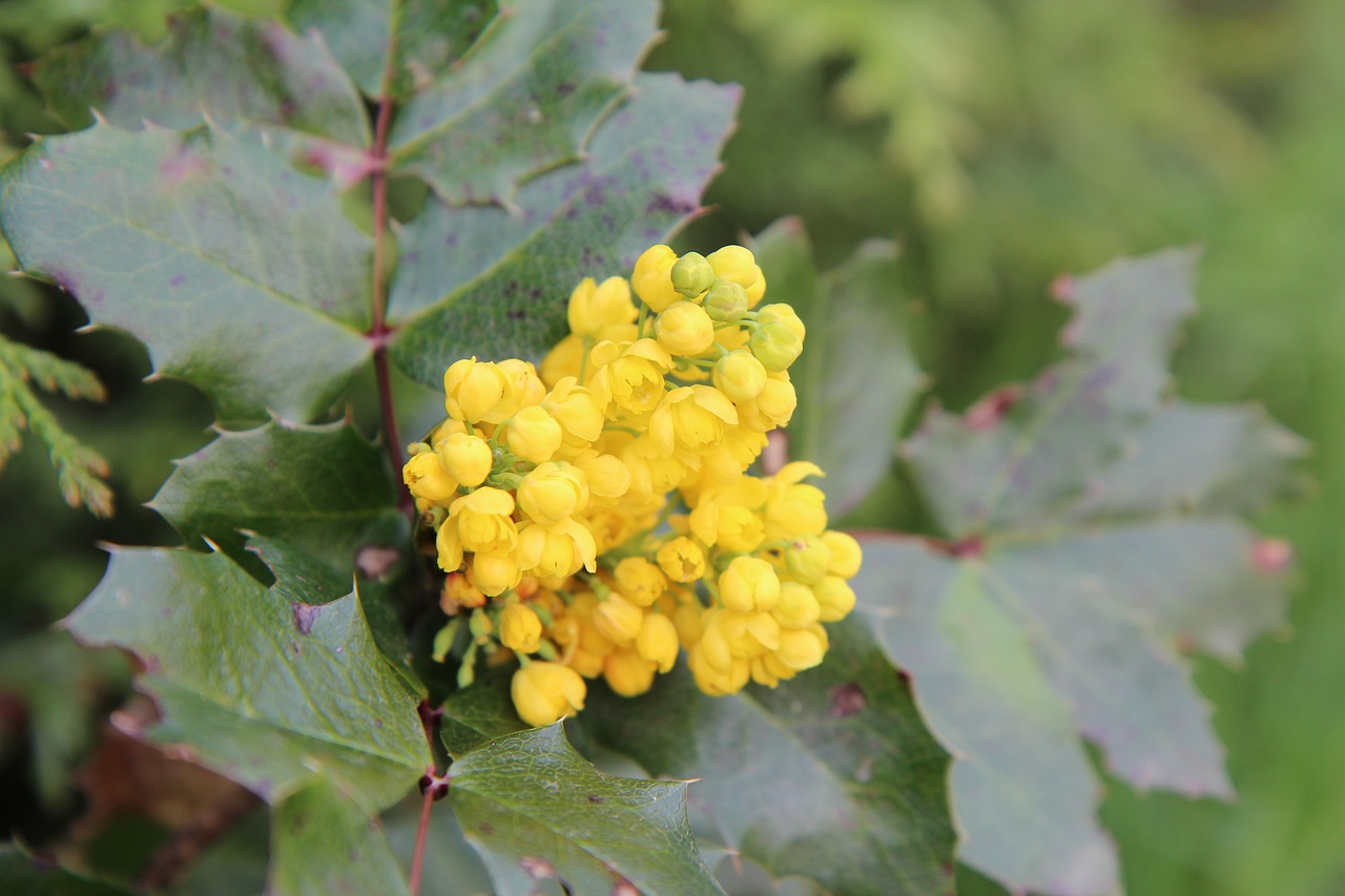 Holly,  Holly Geltonos,  Geltona Gėlė,  Geltonos Gėlės,  Žydėjimas, Nemokamos Nuotraukos,  Nemokama Licenzija