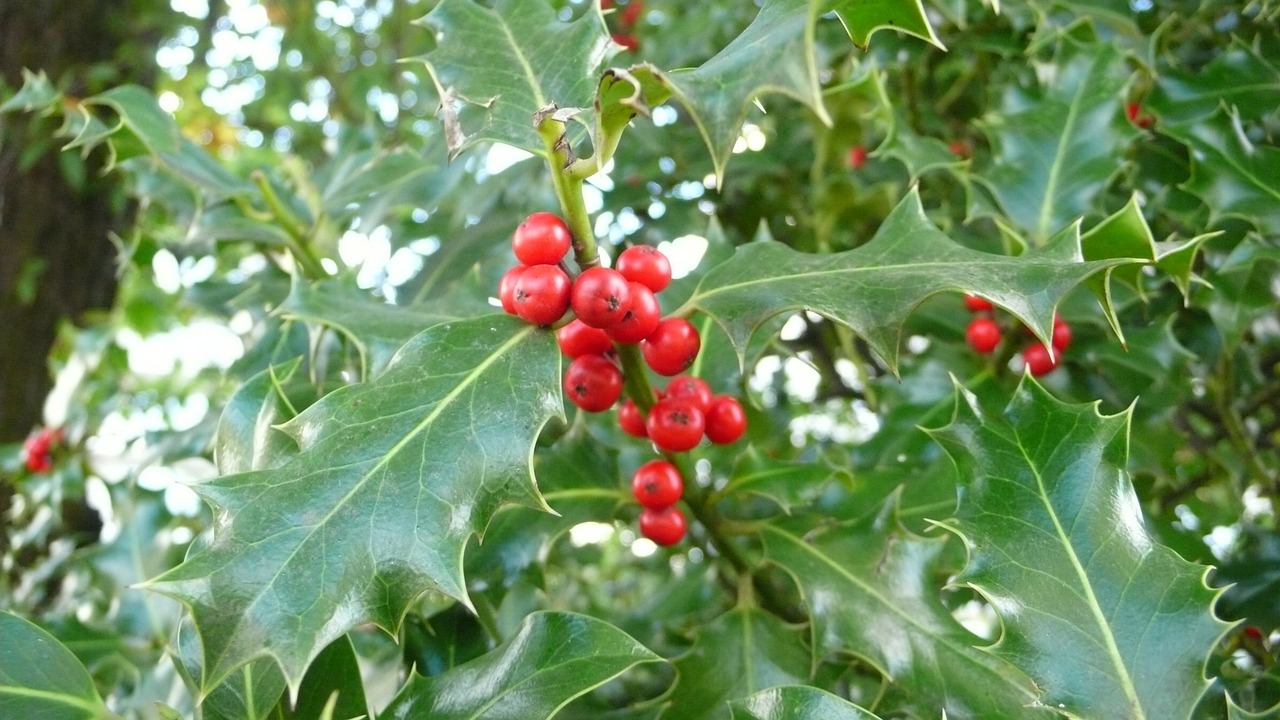 Holly, Žydėjimas, Nemokamos Nuotraukos,  Nemokama Licenzija