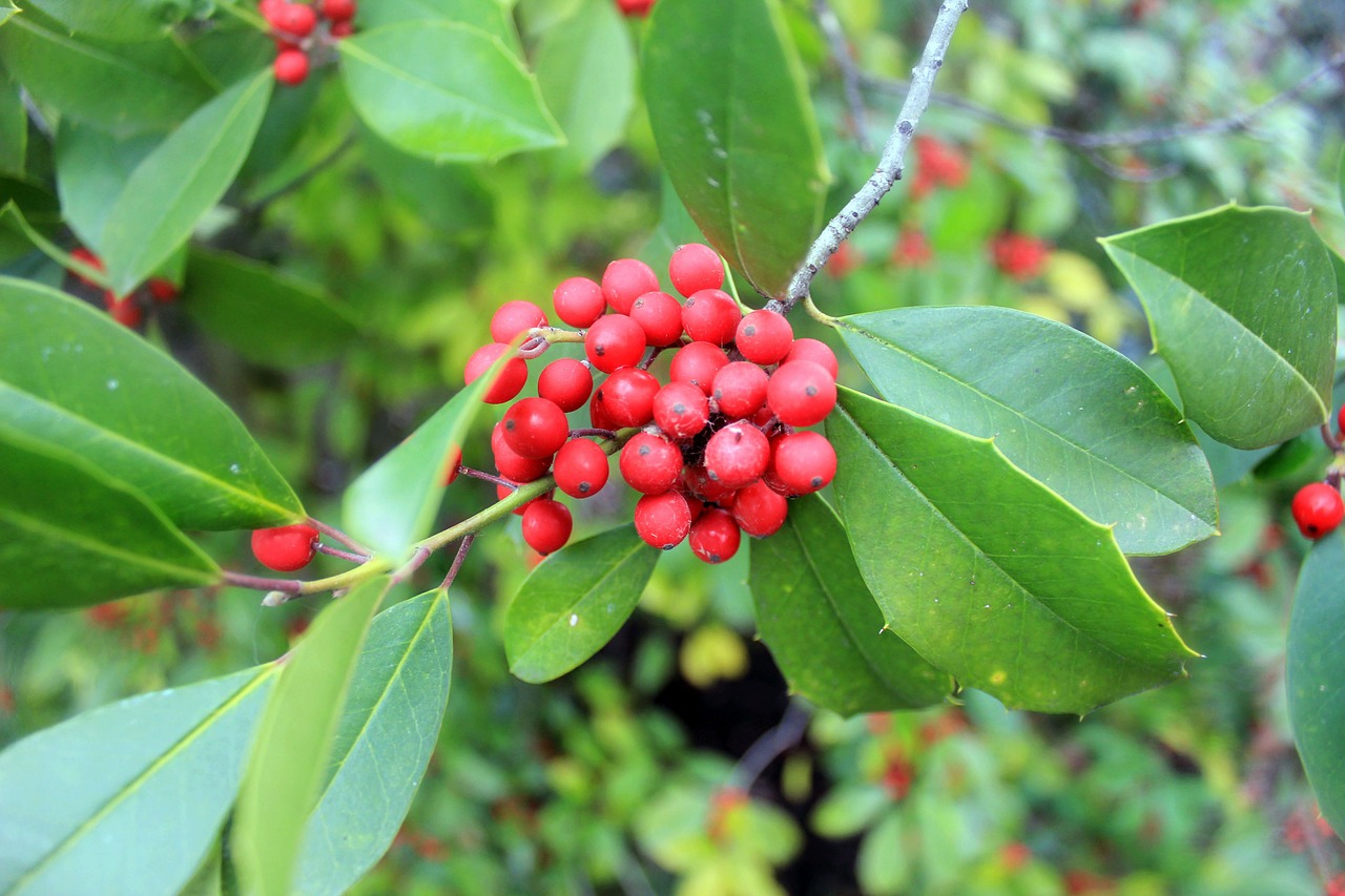 Holly, Uogos, Ilex, Augalas, Natūralus, Botanikos, Ekologiškas, Botanika, Žolė, Žemdirbystė