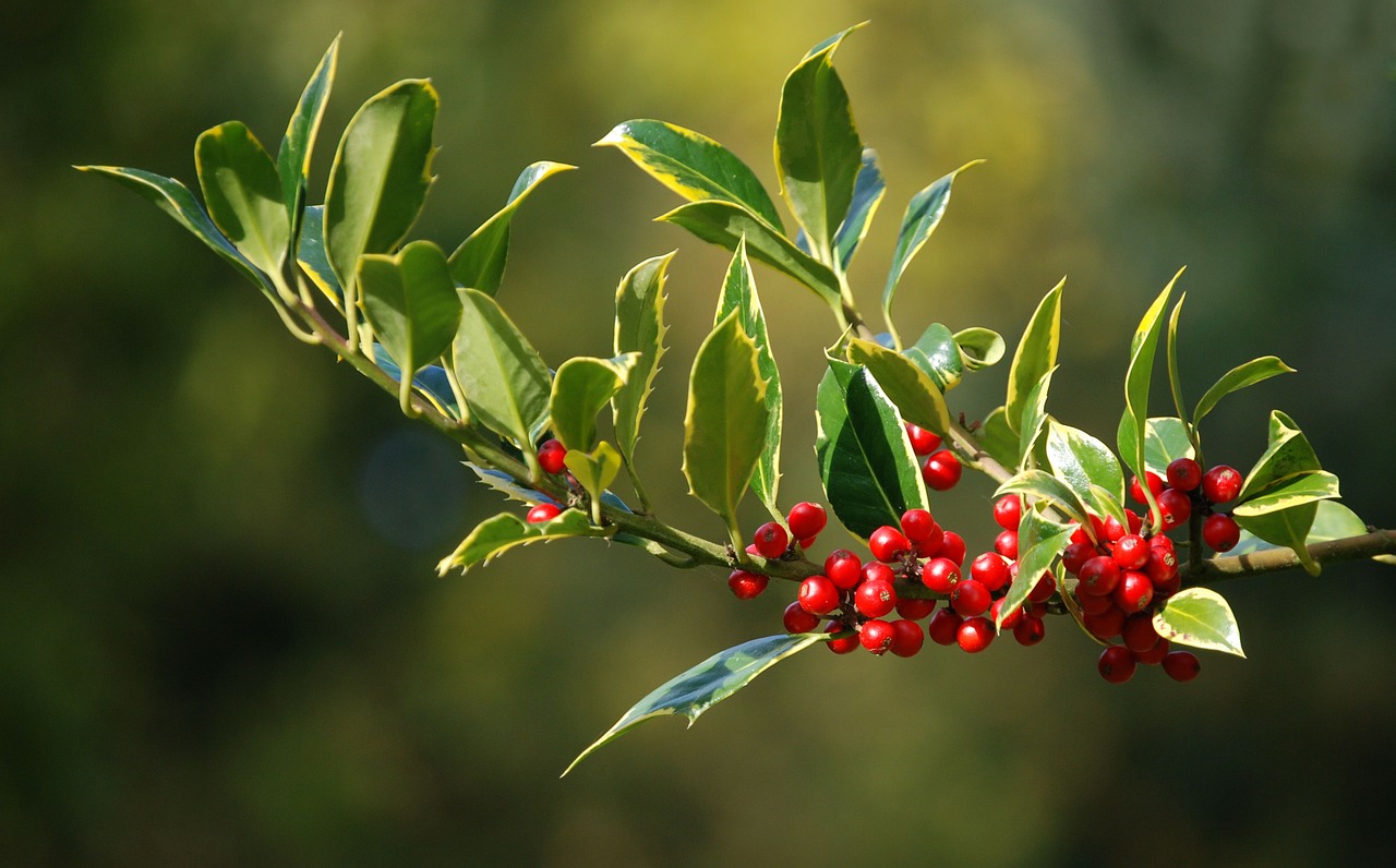 Holly, Uogos, Kalėdos, Lapai, Augalas, Natūralus, Botanikos, Ekologiškas, Botanika, Žolė