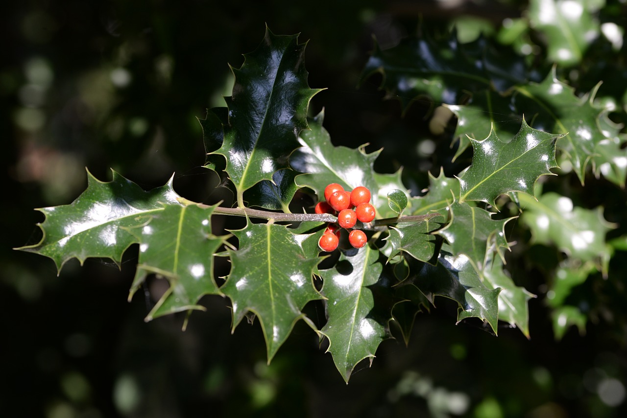 Holly, Ilex, Augalas, Pasėlių, Uogos, Gamta, Lapija, Nemokamos Nuotraukos,  Nemokama Licenzija