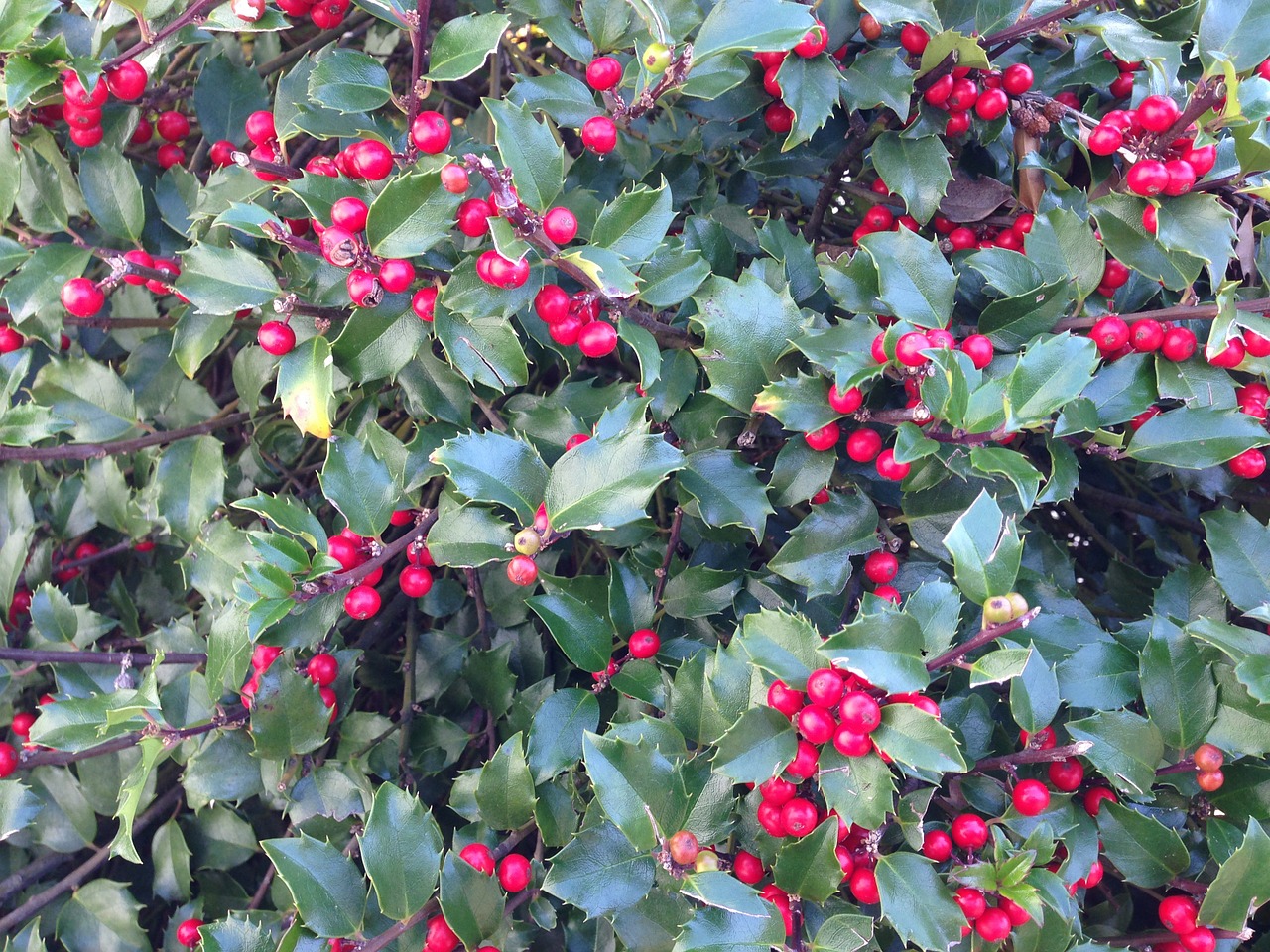 Holly, Holly Uogos, Uogos, Gamta, Krūmas, Augalas, Ilex, Nemokamos Nuotraukos,  Nemokama Licenzija