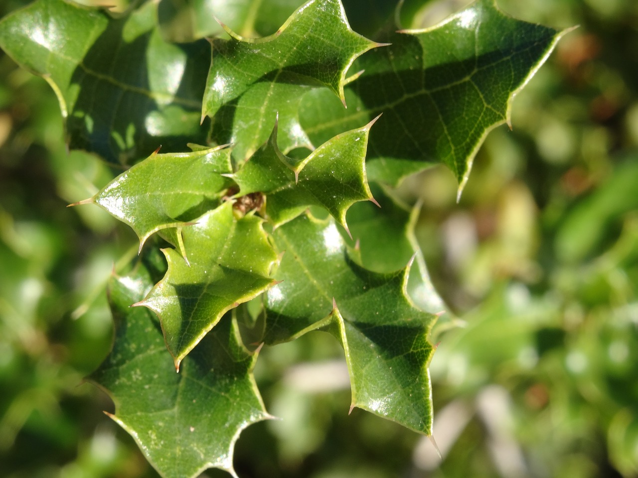 Holly, Žalias, Lapai, Augalai, Gamta, Lapija, Nemokamos Nuotraukos,  Nemokama Licenzija