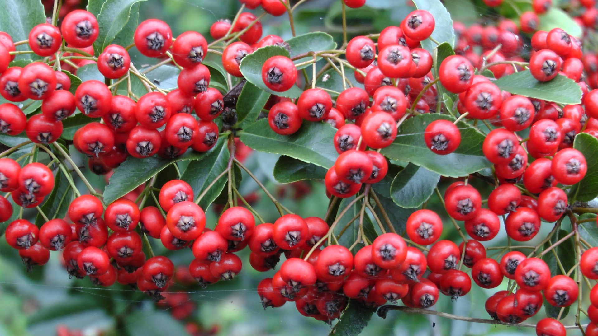 Holly,  Uogos,  Uogos,  Kalėdos,  Kortelė,  Lapai,  Lapai,  Sodas,  Sodai,  Krūmas