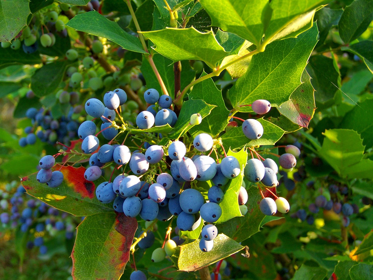 Holly Uogų,  Mėlyna Derlių,  Patenka Derlių, Nemokamos Nuotraukos,  Nemokama Licenzija