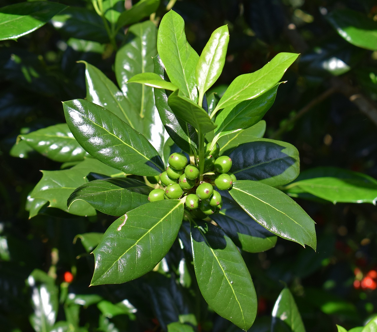 Holly Su Žaliosios Uogos, Holly, Augalas, Dekoratyvinis, Sodas, Uogos, Dekoratyvinis, Gamta Žalia, Nemokamos Nuotraukos,  Nemokama Licenzija