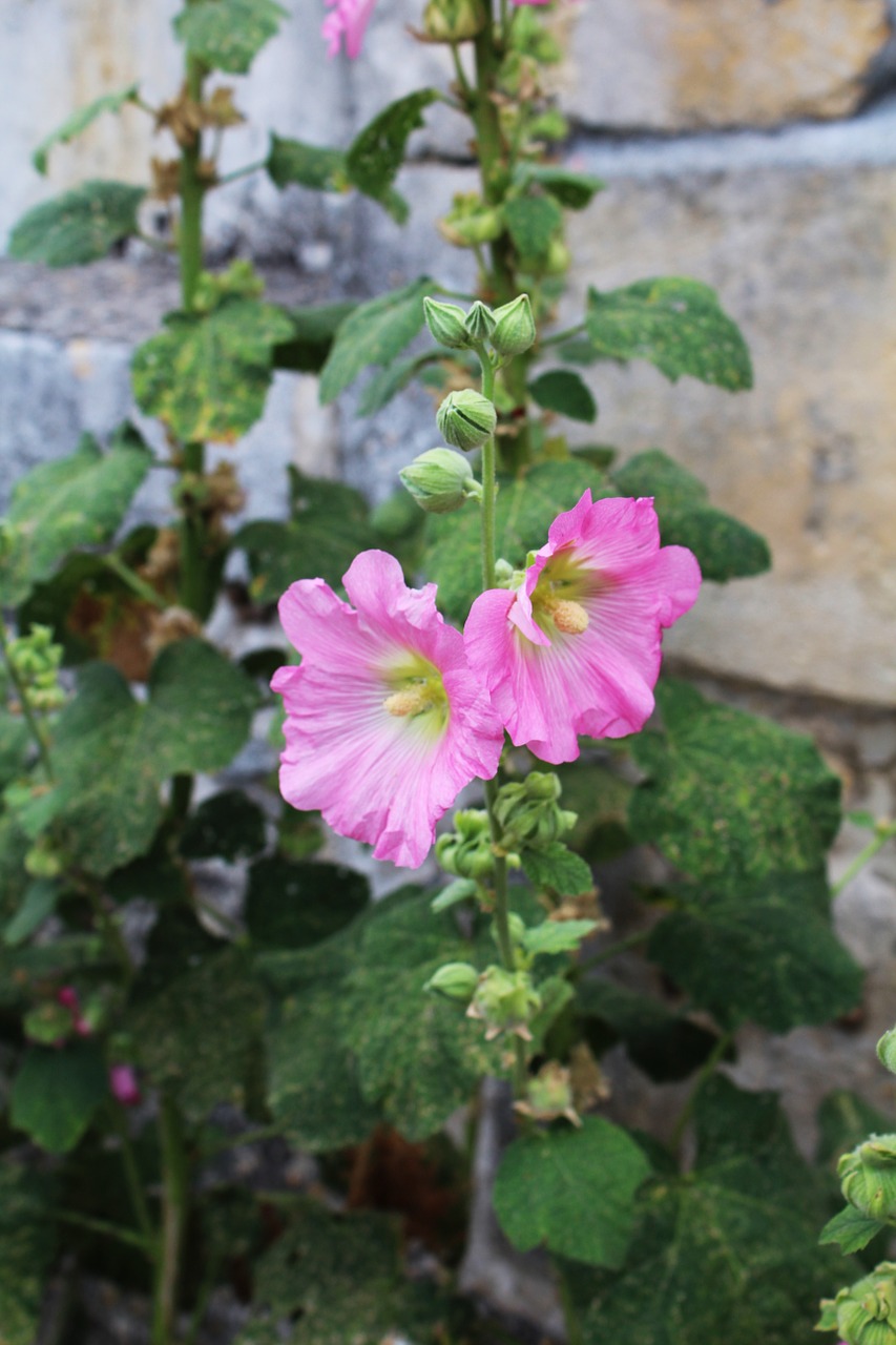 Hollyhock, Passerose, Rožinis, Lazdelė, Gėlė, Ryškiai Spalvos, Vasara, Laukas, Nemokamos Nuotraukos,  Nemokama Licenzija