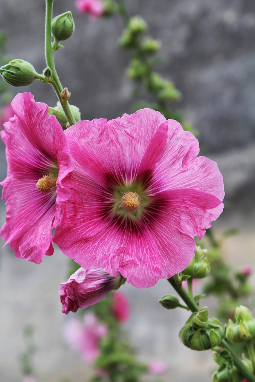 Hollyhock, Passerose, Rožinis, Lazdelė, Gėlė, Ryškiai Spalvos, Vasara, Gamta, Laukas, Makro