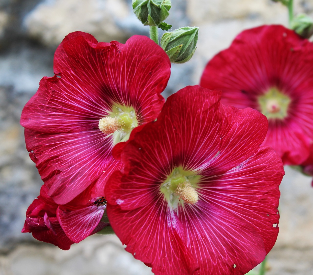 Hollyhock, Passerose, Rožinis, Lazdelė, Gėlė, Ryškiai Spalvos, Vasara, Raudona, Gamta, Laukas