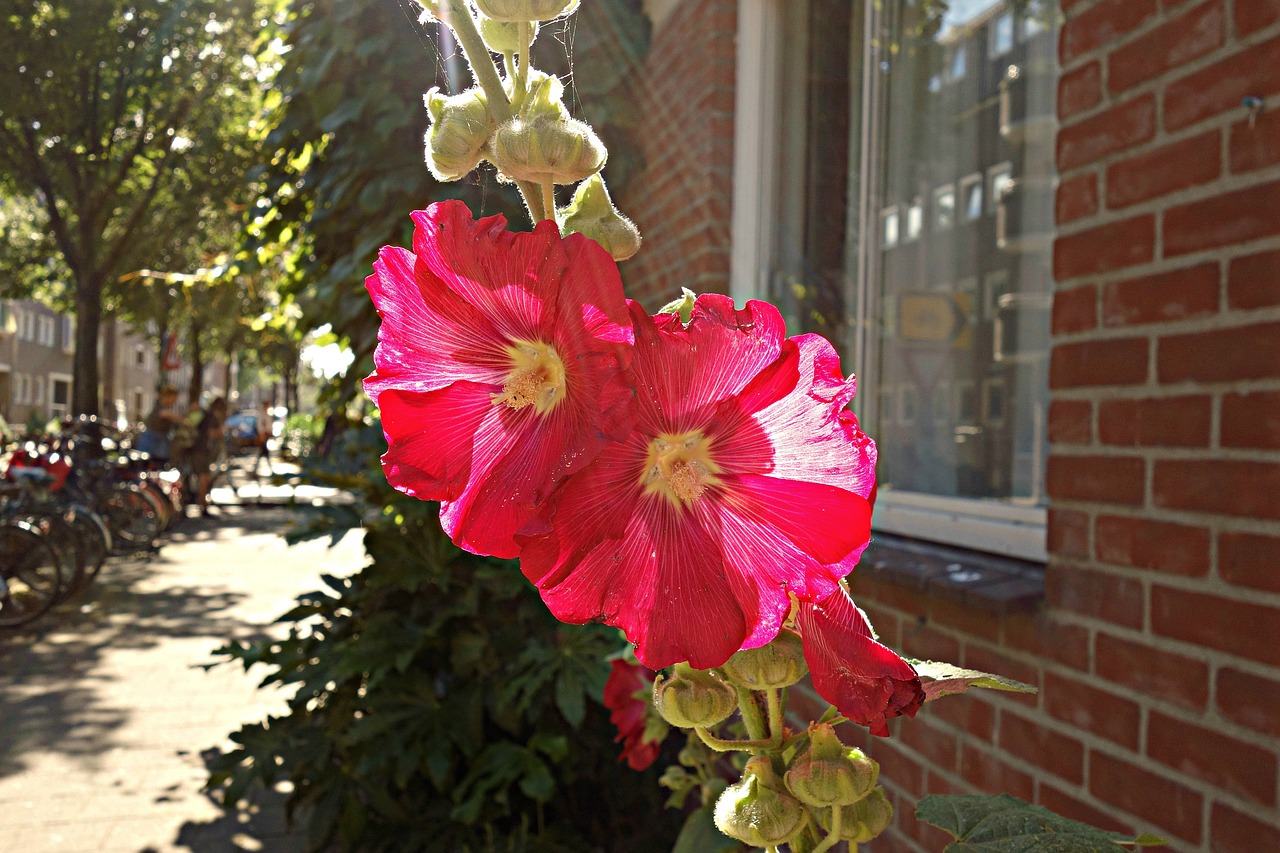 Hollyhock, Paprastas Šokoladas, Alcea, Gėlė, Žydėti, Saulės Šviesa, Apšvietimas, Miesto Aplinka, Nemokamos Nuotraukos,  Nemokama Licenzija