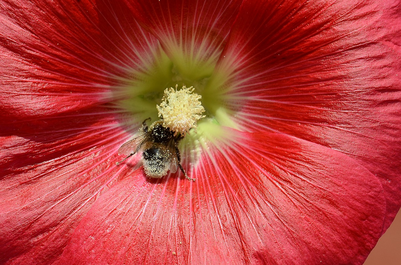 Hollyhock, Gėlė, Bičių, Gamta, Vasara, Nemokamos Nuotraukos,  Nemokama Licenzija