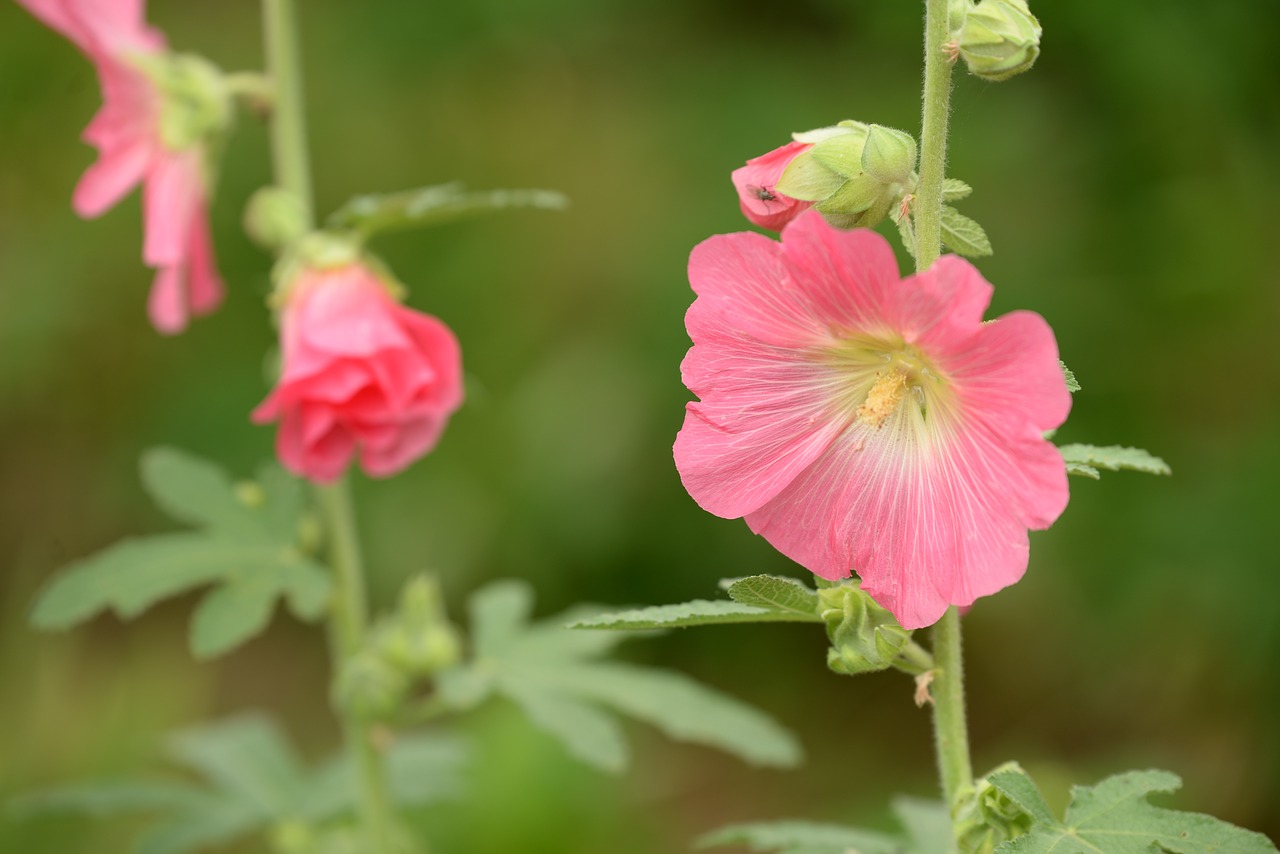 Hollyhock, Rožinis, Žalias, Vasara, Žiedas, Žydėti, Nemokamos Nuotraukos,  Nemokama Licenzija