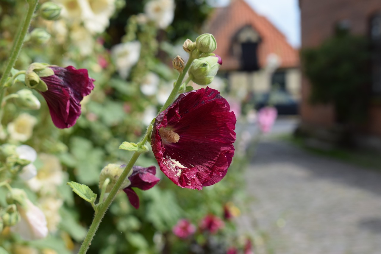 Hollyhock, Violetinė, Sodas, Gėlė, Vasara, Denmark, Žalias, Nemokamos Nuotraukos,  Nemokama Licenzija