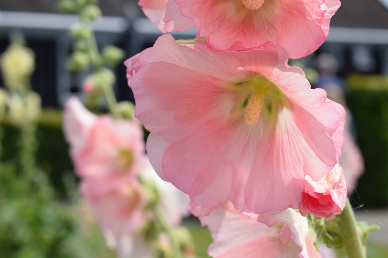 Hollyhock, Rožinis, Gėlė, Gėlės, Sodas, Spalva, Žydėjimas, Žalias, Romantiškai, Vasara