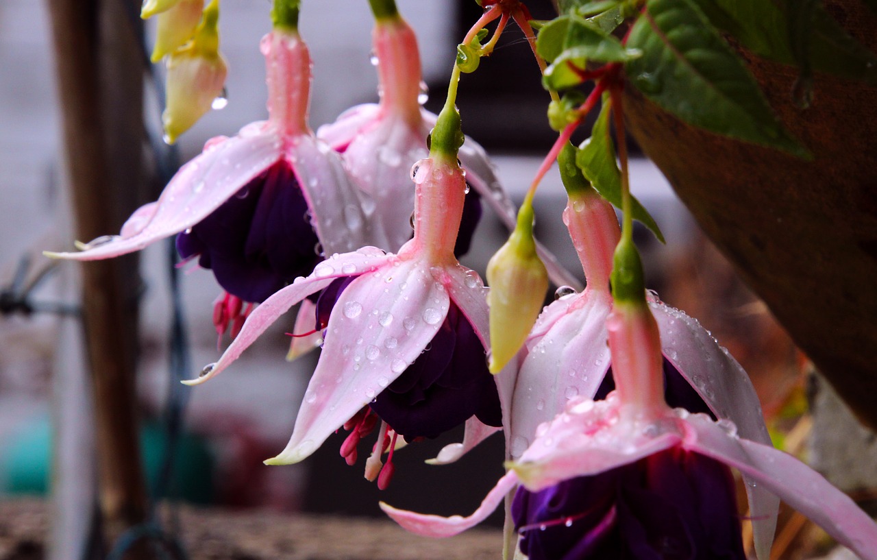 Hollyhock, Gėlės, Rožinis, Sodas, Gamta, Augalas, Žydėti, Žiedas, Vasara, Flora