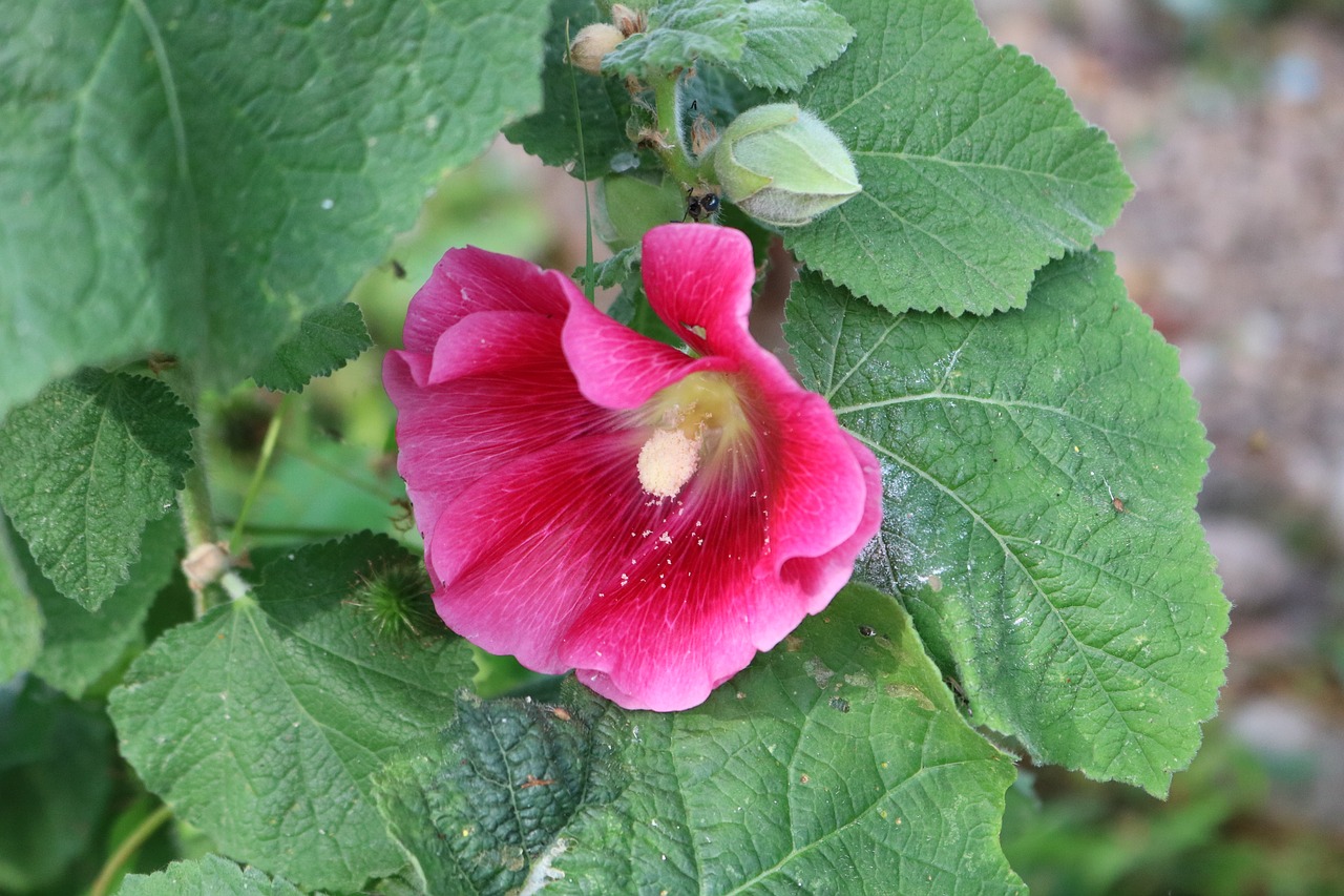 Hollyhock, Gėlė, Planr, Rožinis, Sodas, Gamta, Žydėti, Žiedas, Vasara, Flora