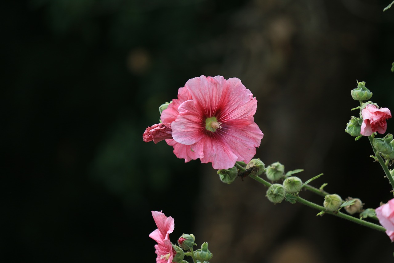 Hollyhock, Gėlė, Sodas, Vasaros Gėlės, Gamta, Nemokamos Nuotraukos,  Nemokama Licenzija