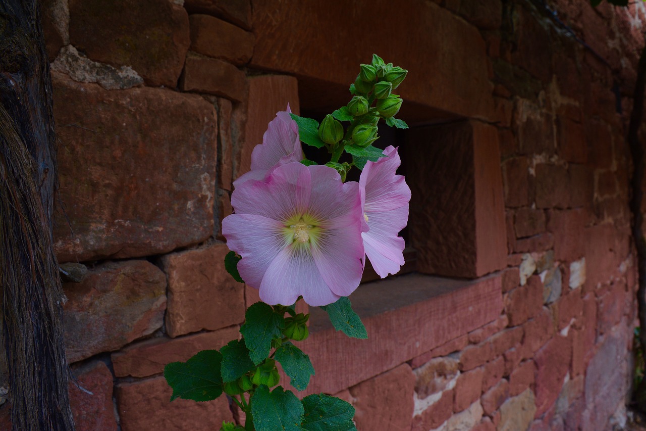 Piliarožė,  Rožinė,  Gėlė,  Bud,  Raudona Sienelę,  Collonges Raudona,  Corrèze,  Prancūzija,  Naujas Akvitanija, Nemokamos Nuotraukos