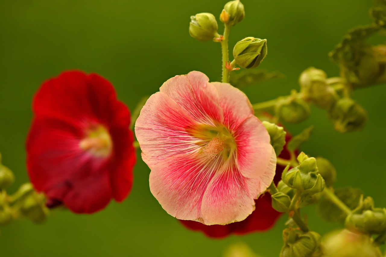 Piliarožė,  Gėlė,  Augalų,  Malvaceae,  Sodas,  Vasara,  Rožinis,  Raudonas, Nemokamos Nuotraukos,  Nemokama Licenzija