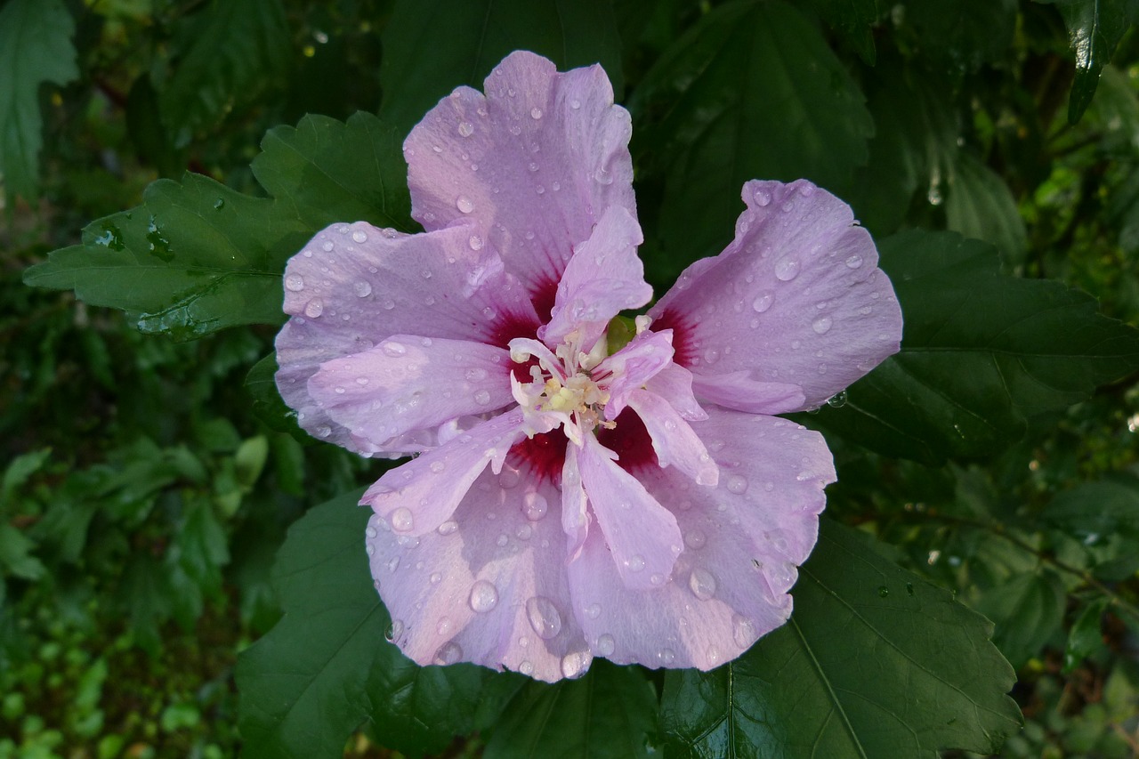 Piliarožė,  Rožinis,  Gėlė,  Sodas,  Pobūdį,  Vasara,  Žydi,  Žiedas,  Augalų,  Floros