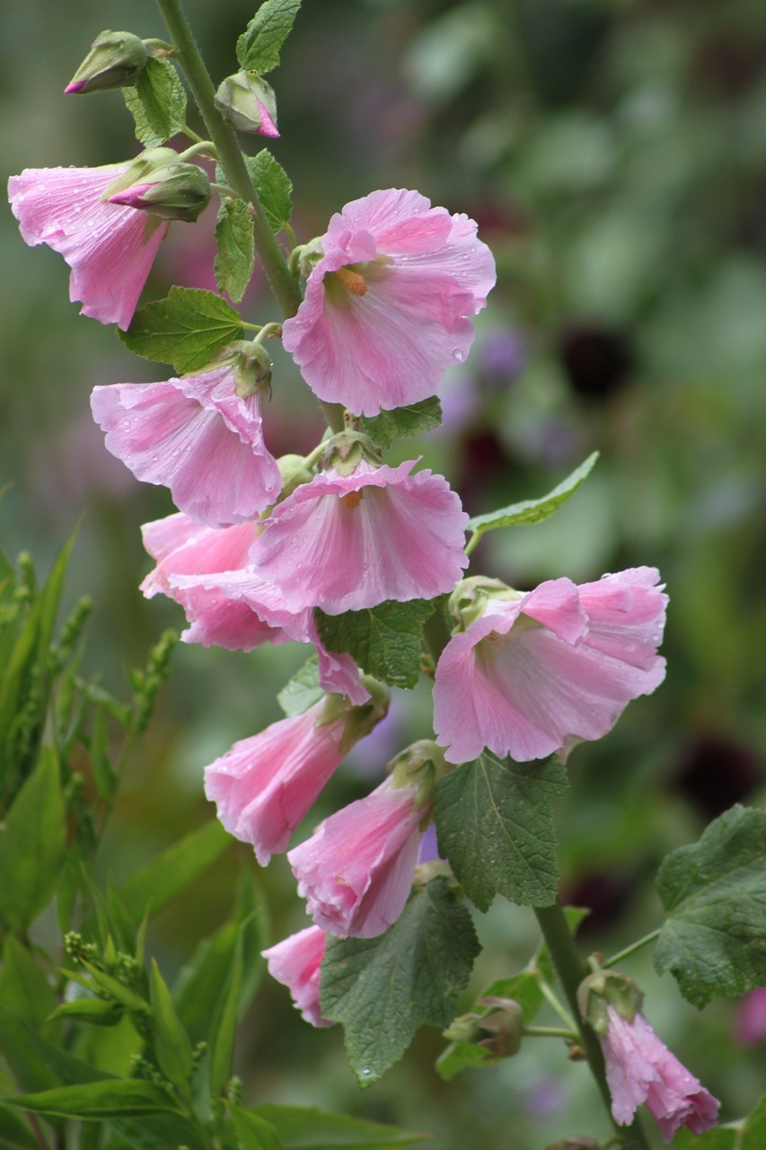 Hollyhock, Rožinis, Gėlė, Rožinė Hollyhock, Žydėti, Rožė, Sodas, Gamta, Sodininkystė, Nemokamos Nuotraukos