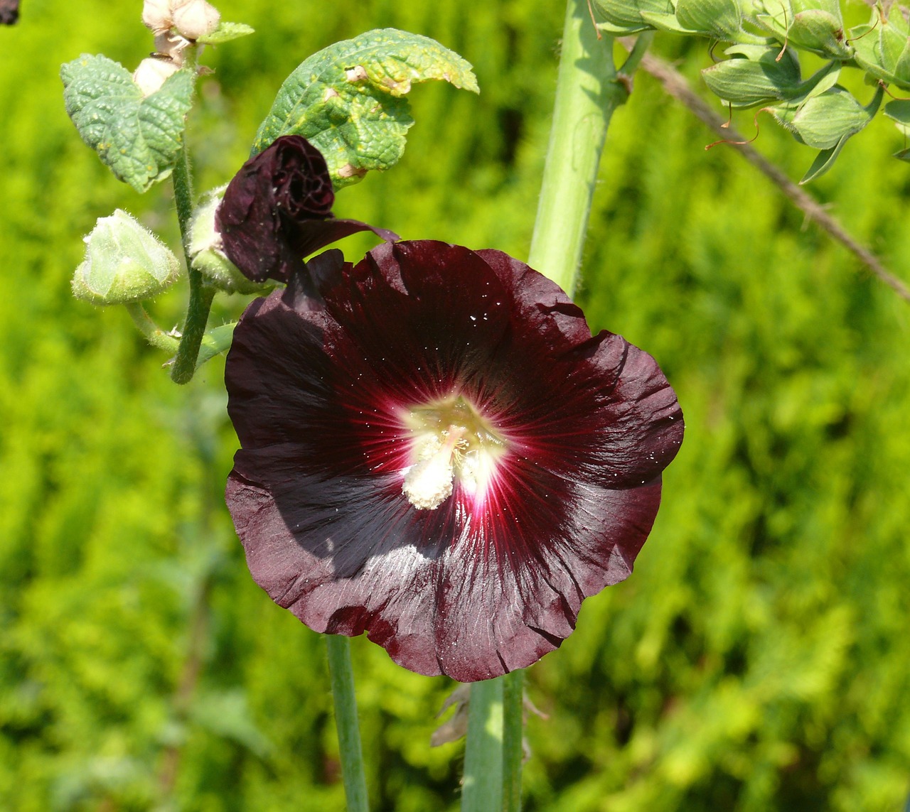 Hollyhock, Violetinė, Tamsiai Raudona, Nemokamos Nuotraukos,  Nemokama Licenzija