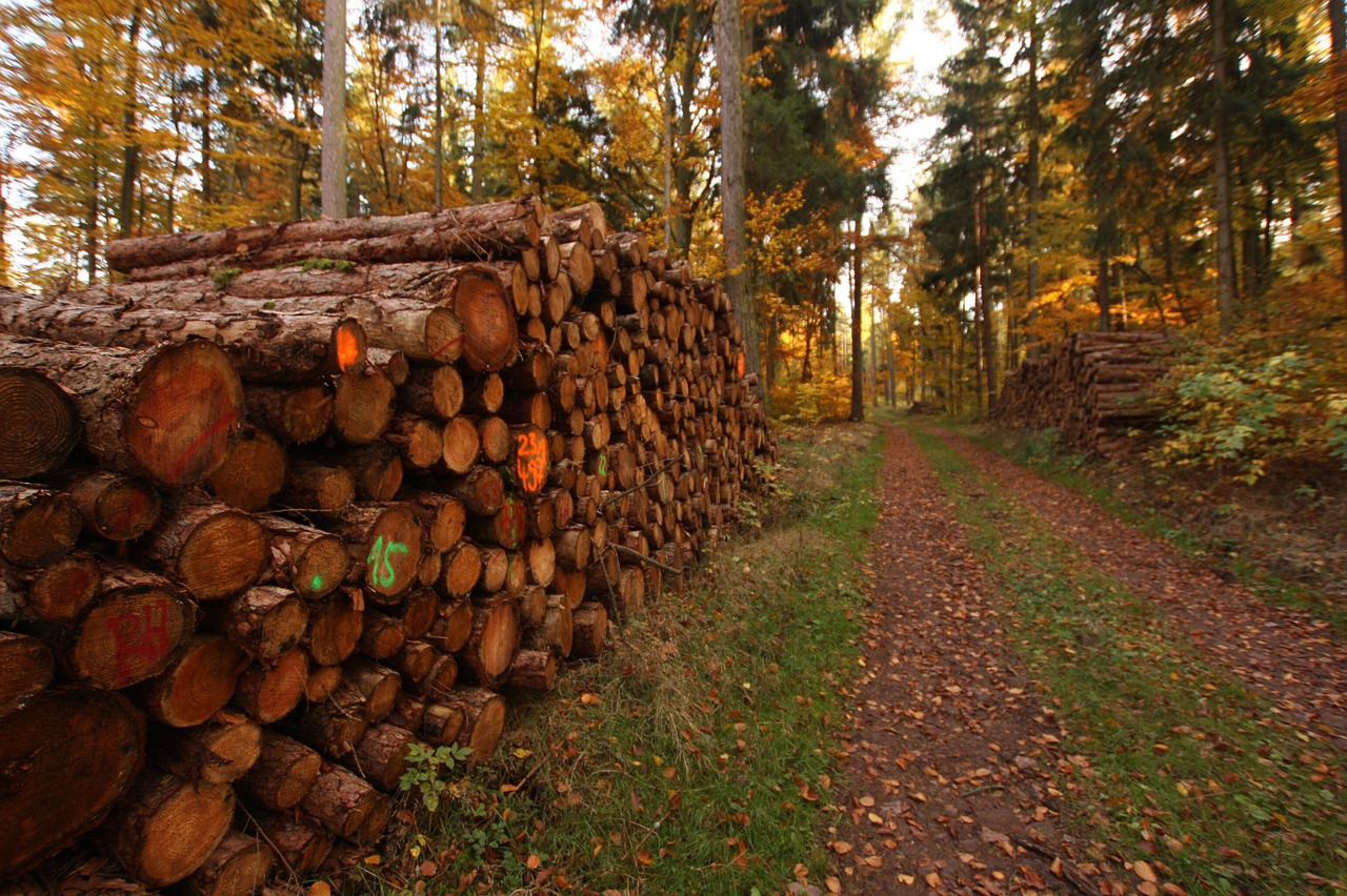 Holzstapel, Kaip Medžiai, Medienos Pramonė, Miškas, Miško Takas, Mediena, Medžiai, Ruduo, Gamta, Kelyje