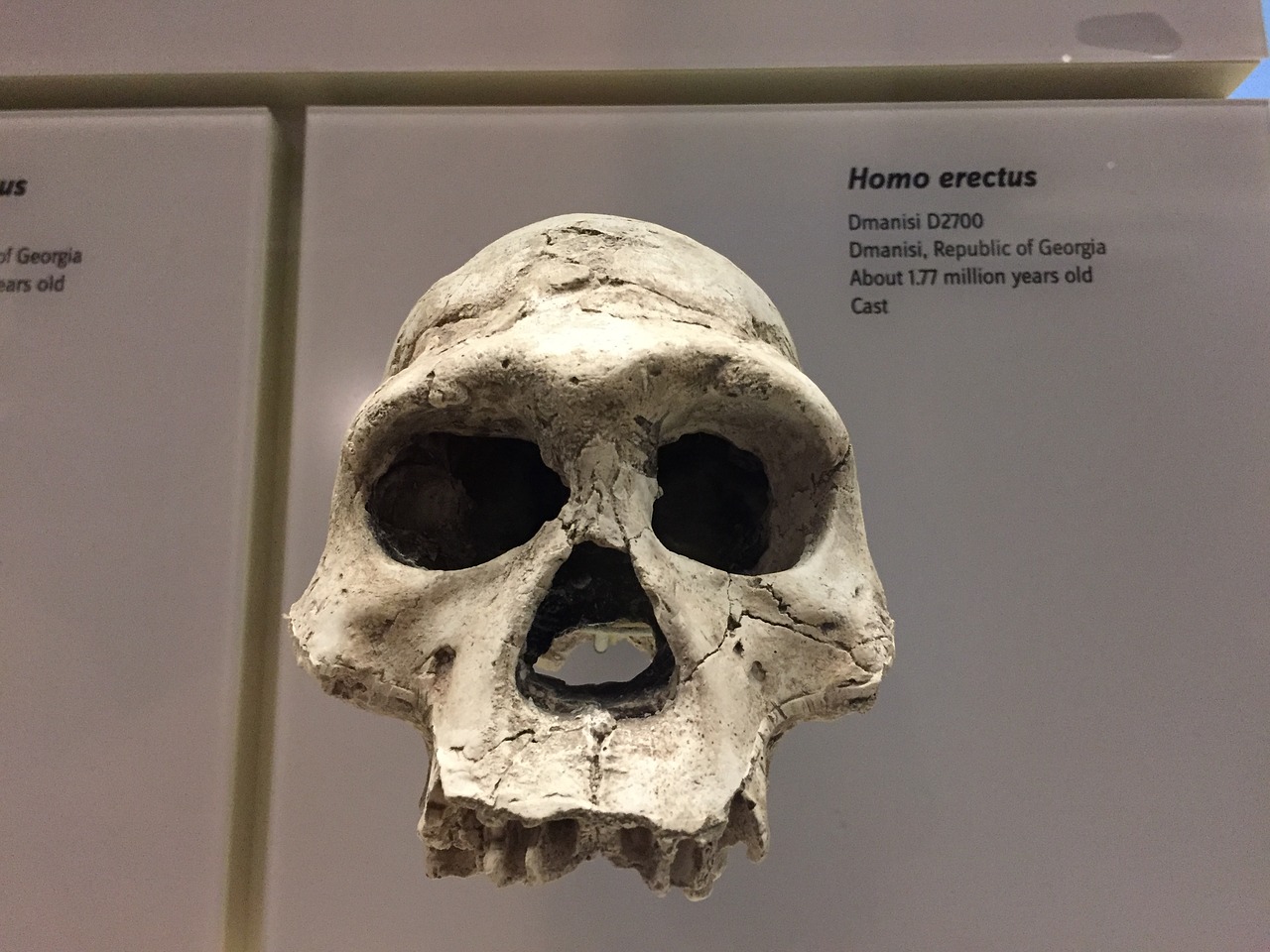 Homo Erectus, Kaukolė, Protėvis, Smithsonian, Evoliucija, Nemokamos Nuotraukos,  Nemokama Licenzija