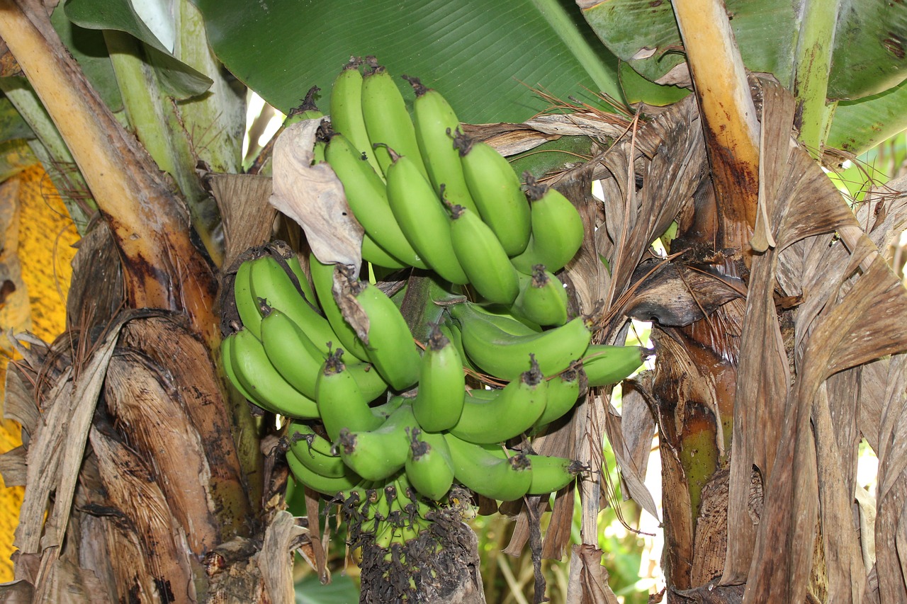 Hondūras, Žalieji Bananai, Bananai, Kaimas, Kaimiškas, Bananų Medis, Šviežias, Maistas, Vaisiai, Nemokamos Nuotraukos