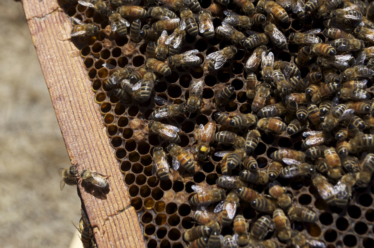 Medus, Medaus Bitė, Medaus Puodą, Bičių, Vabzdžiai, Bitės, Vabzdys, Parduodamas Medus, Bitininkas, Bitininkystė