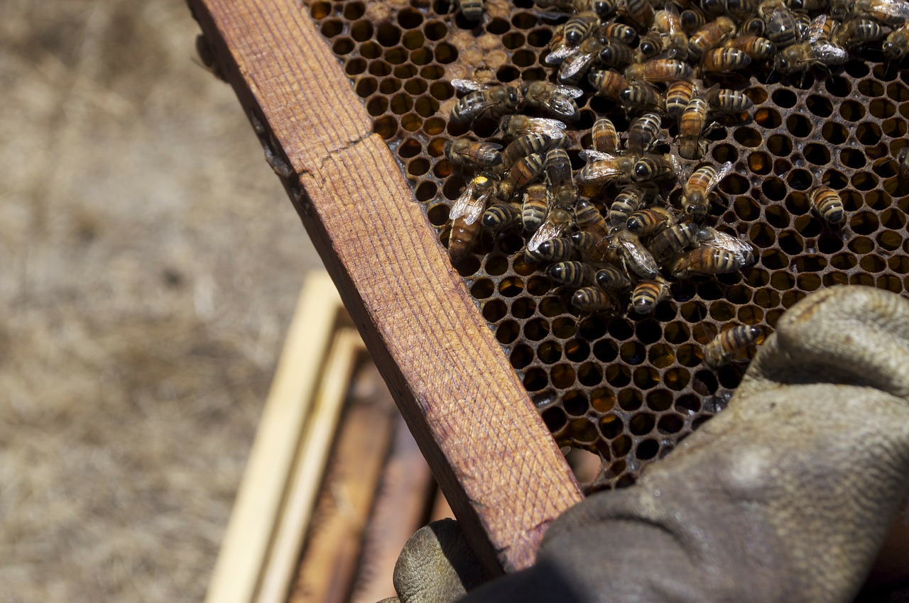Medus, Medaus Bitė, Medaus Puodą, Bičių, Vabzdžiai, Bitės, Vabzdys, Parduodamas Medus, Bitininkas, Bitininkystė