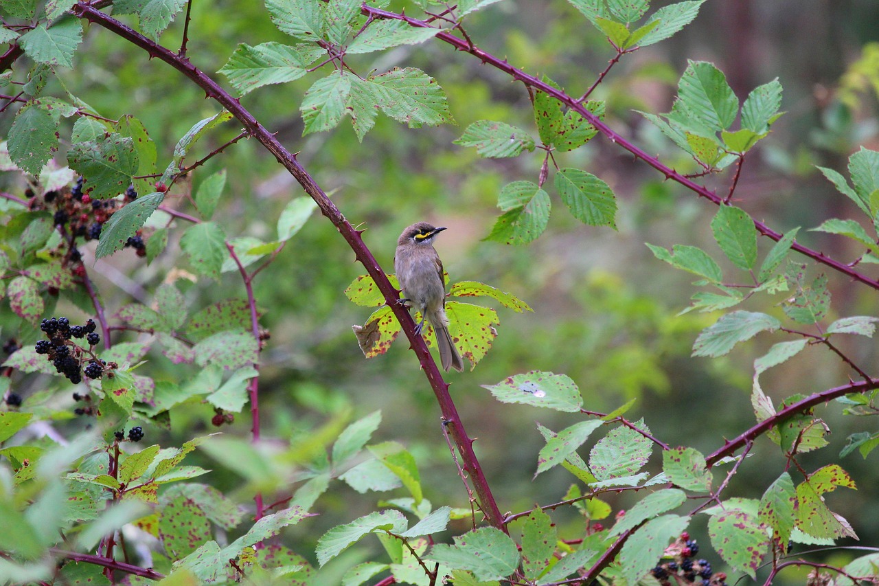 Medus, Eater, Paukštis, Uogos, Gervuogės, Geltonos Spalvos, Geltona, Susiduria, Honeyeater, Nemokamos Nuotraukos