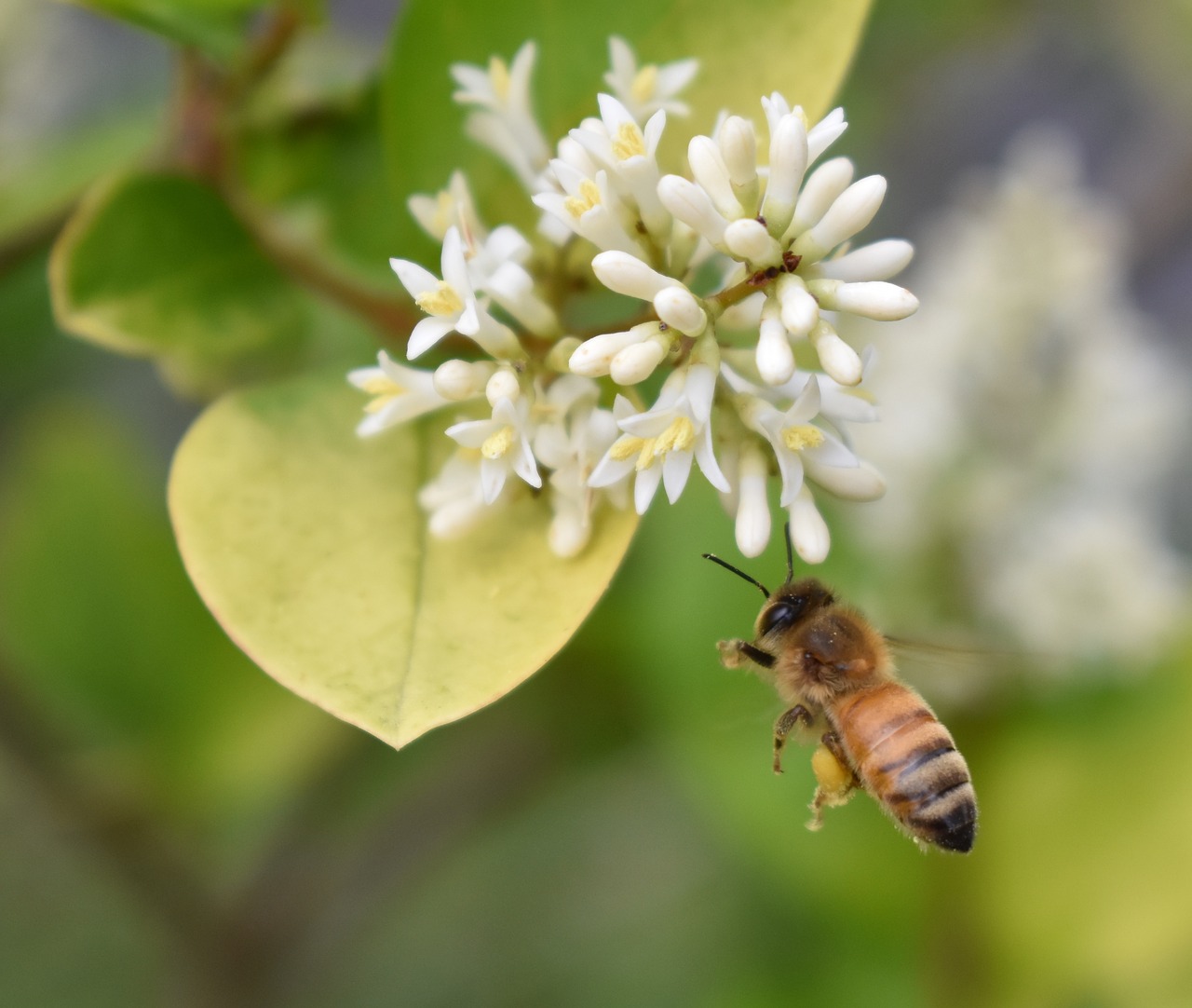 Medaus Bitė, Bičių, Žiedadulkės, Gėlė, Nemokamos Nuotraukos,  Nemokama Licenzija
